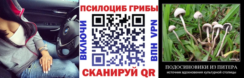 Галлюциногенные грибы Psilocybe  Заринск 